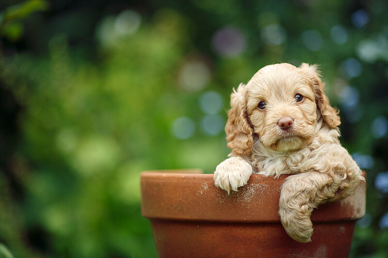 Cute Puppy in Pot
