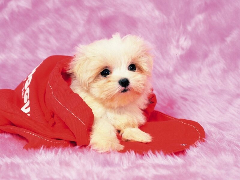 cute puppy in red blanket