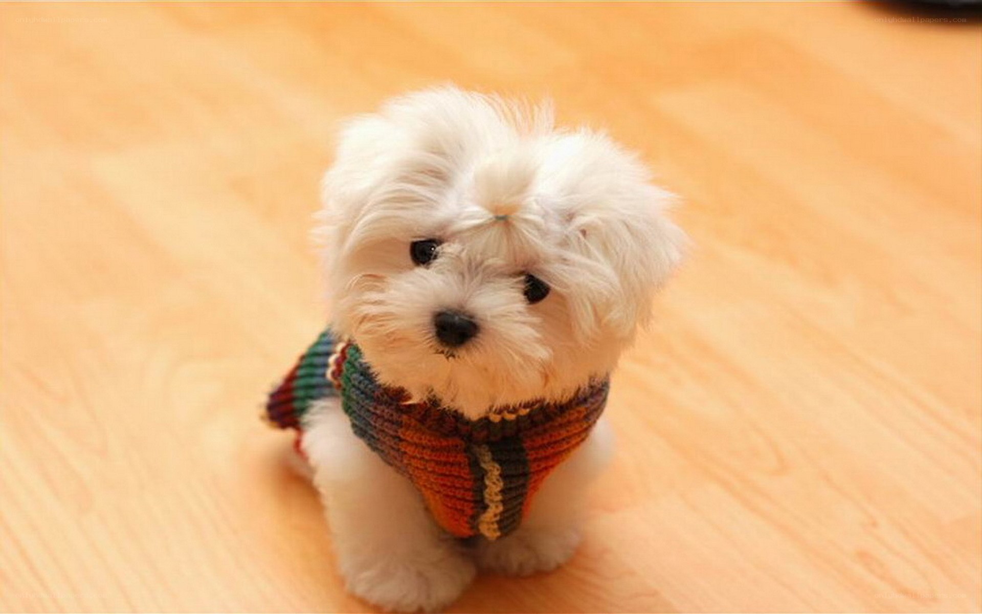 cute puppy in sweater