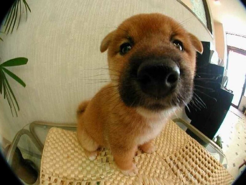 cute puppy looking at camera