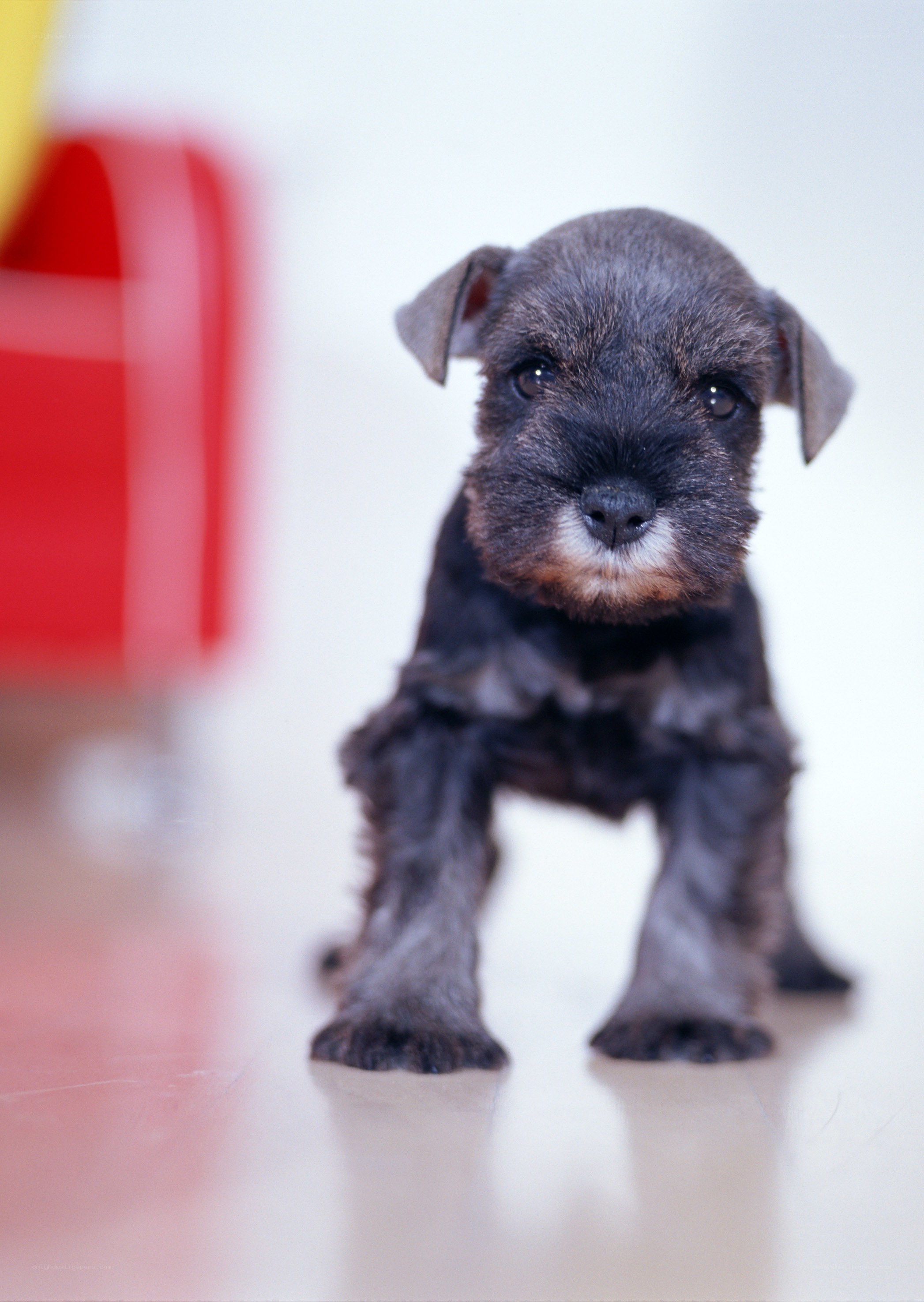 cute puppy looking at camera