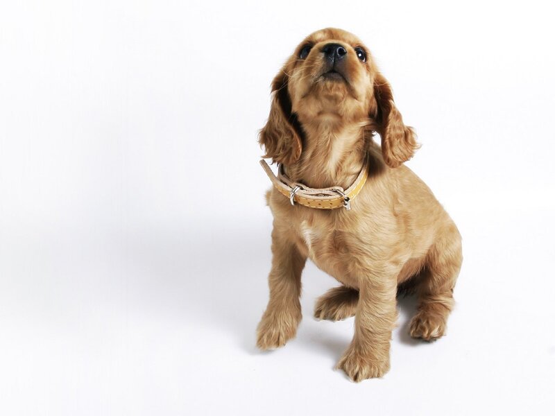 cute puppy looking up