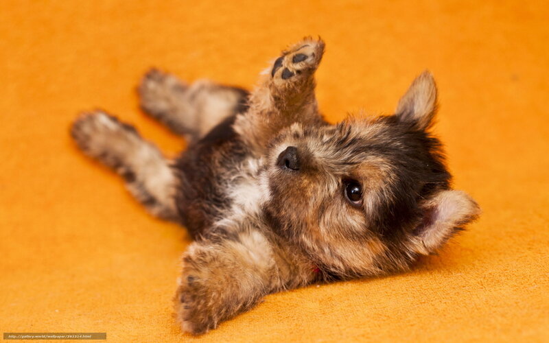Cute Puppy Lying Down — Orange, Playful, Photograph