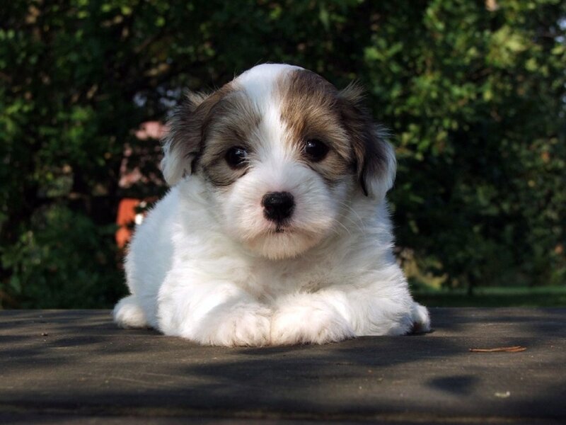 cute puppy lying down