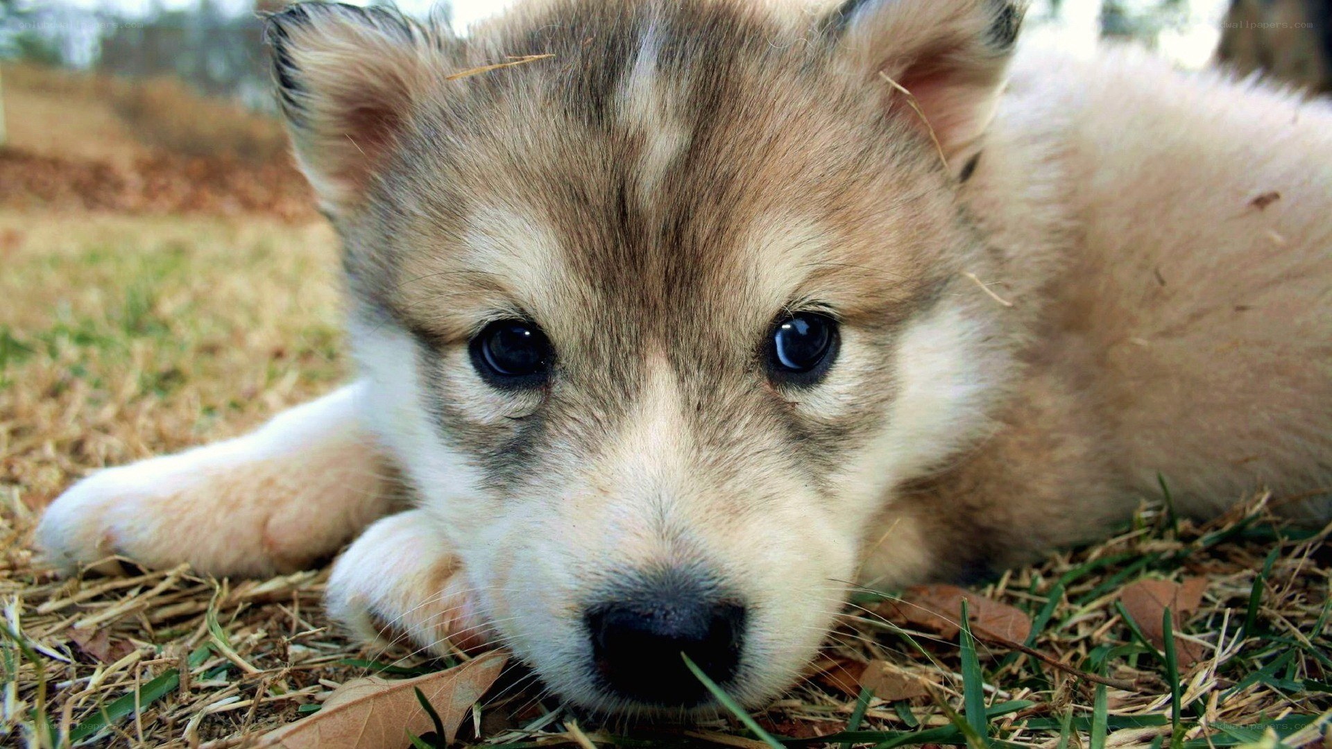 cute puppy lying on grass
