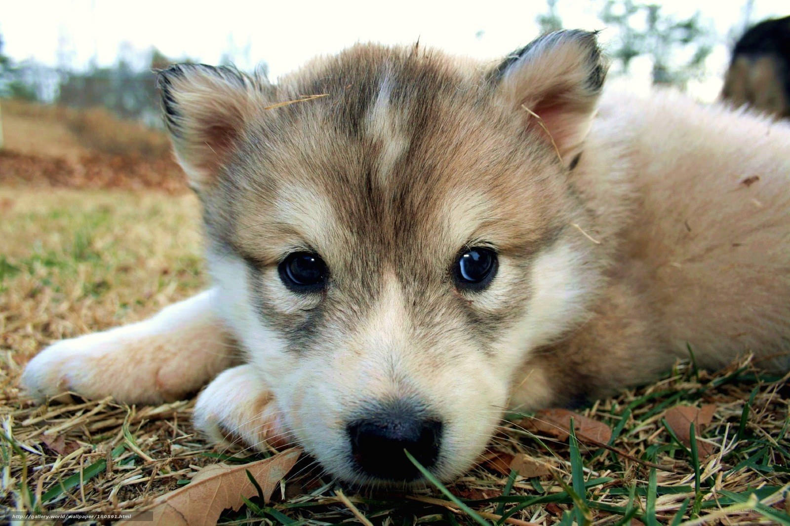 cute puppy lying on grass