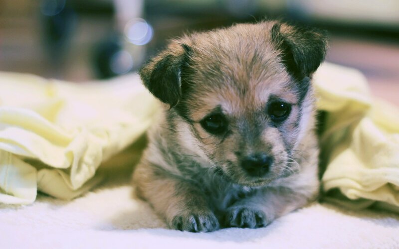 cute puppy on blanket
