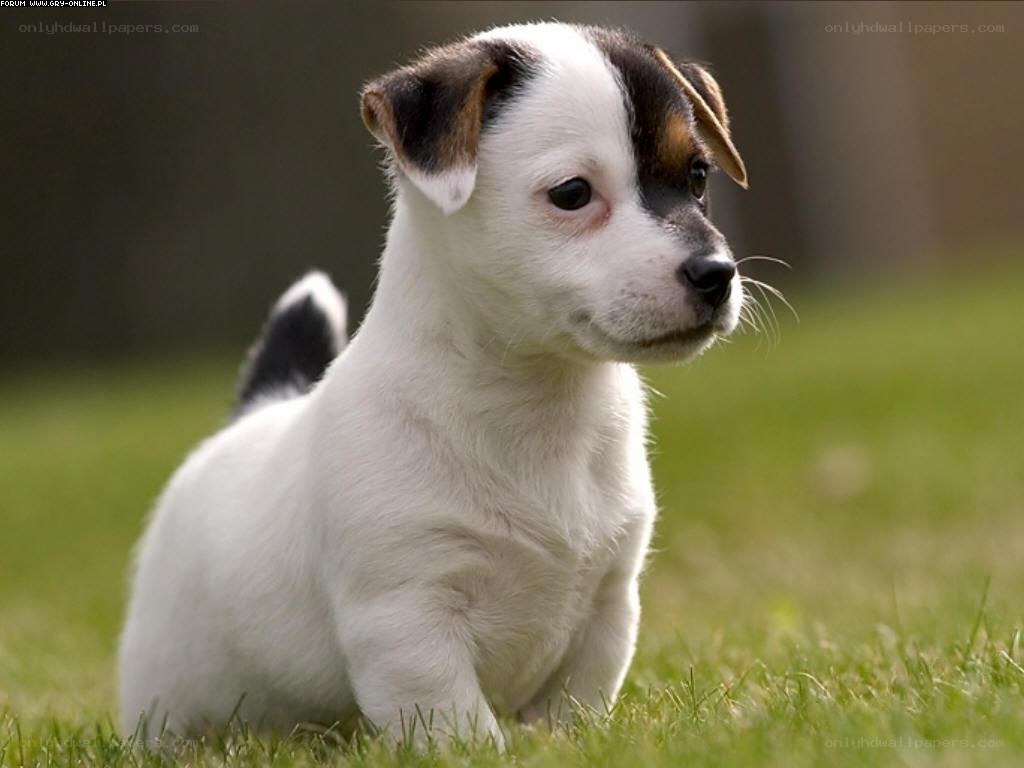 cute puppy on grass