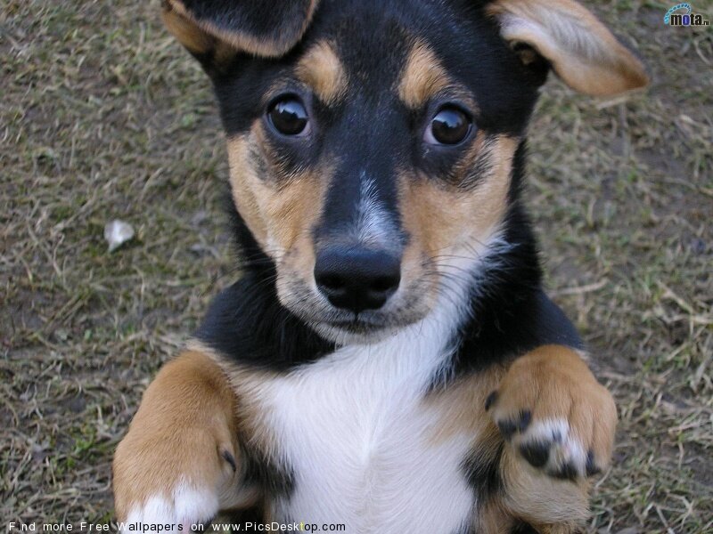 cute puppy on grass