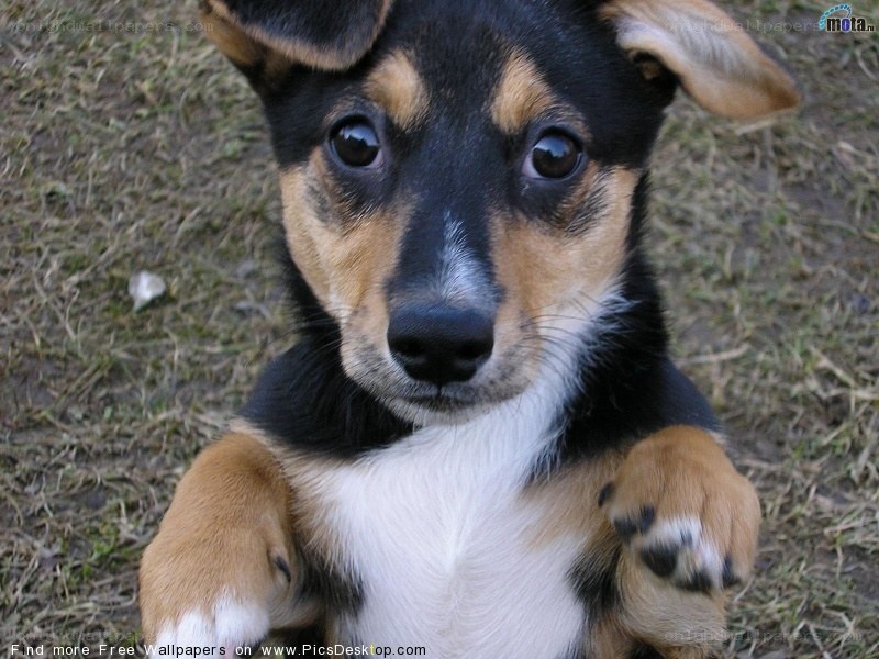 cute puppy on grass