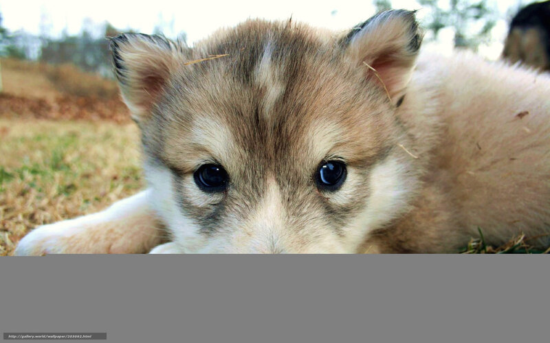 cute puppy on grass