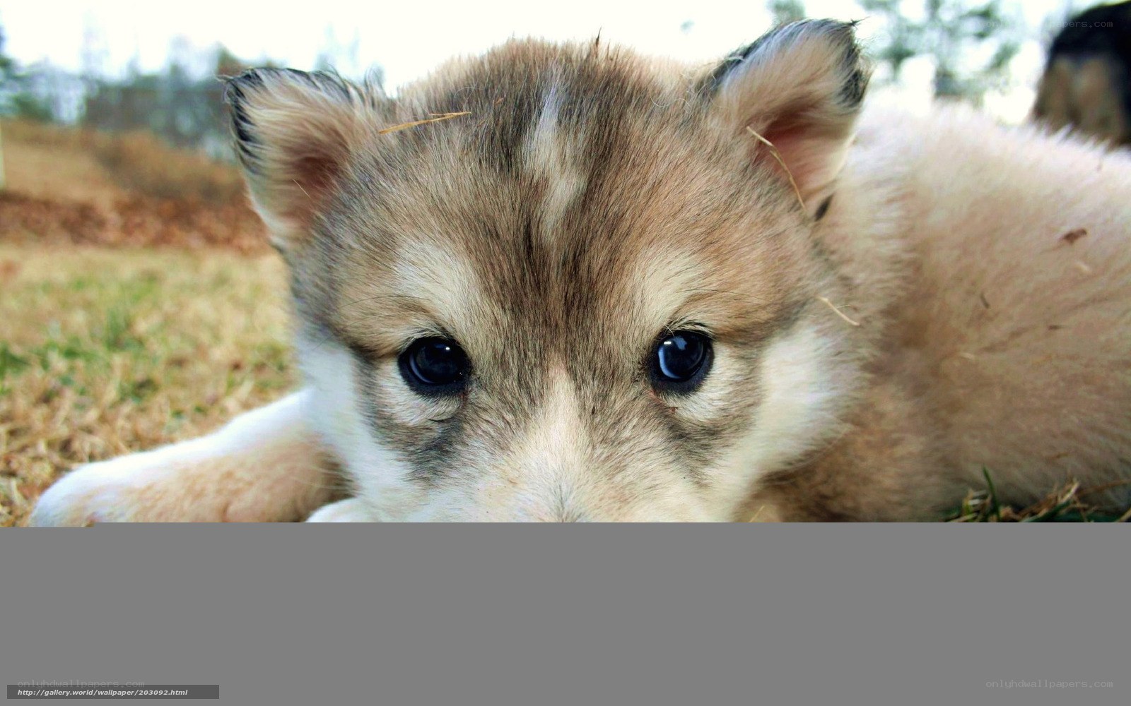 cute puppy on grass