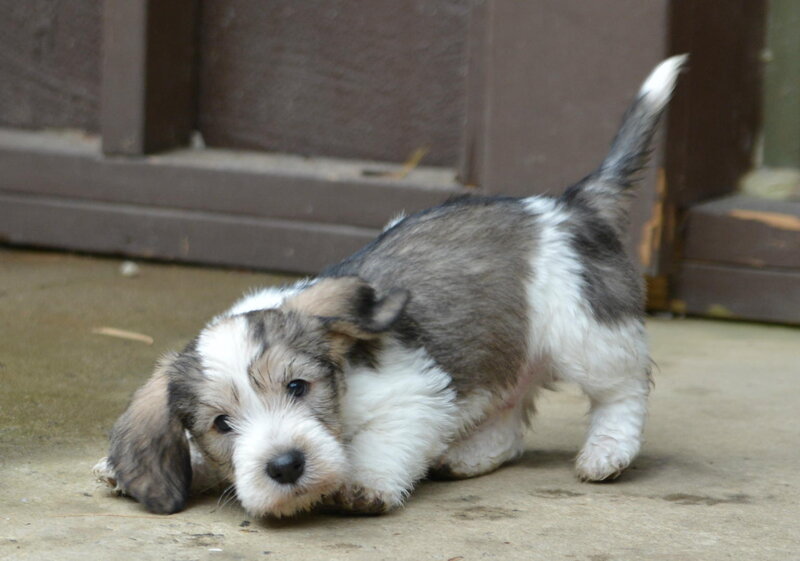 Cute Puppy on Ground