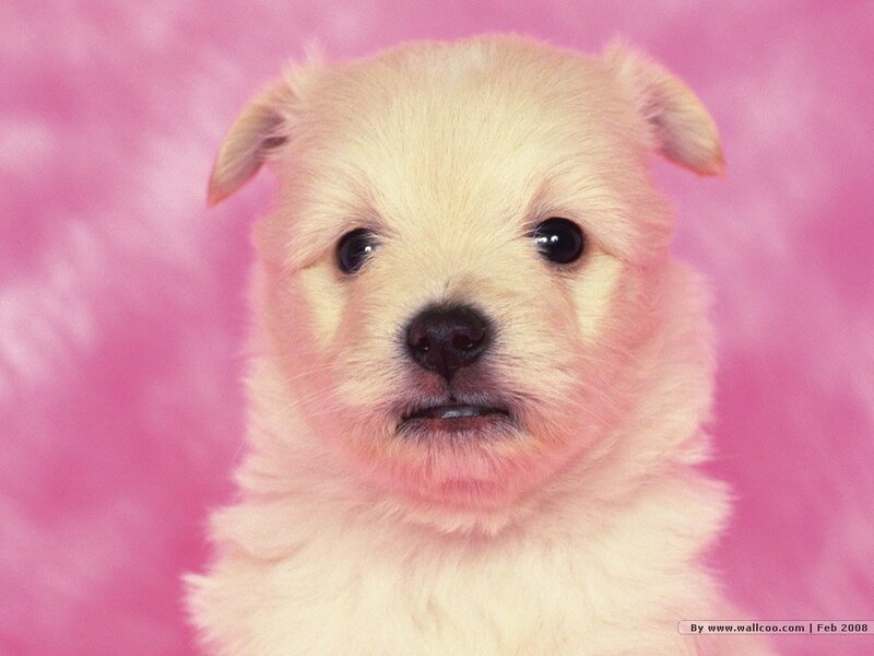 cute puppy on pink background