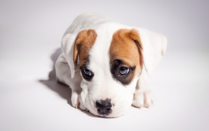 cute puppy on white background