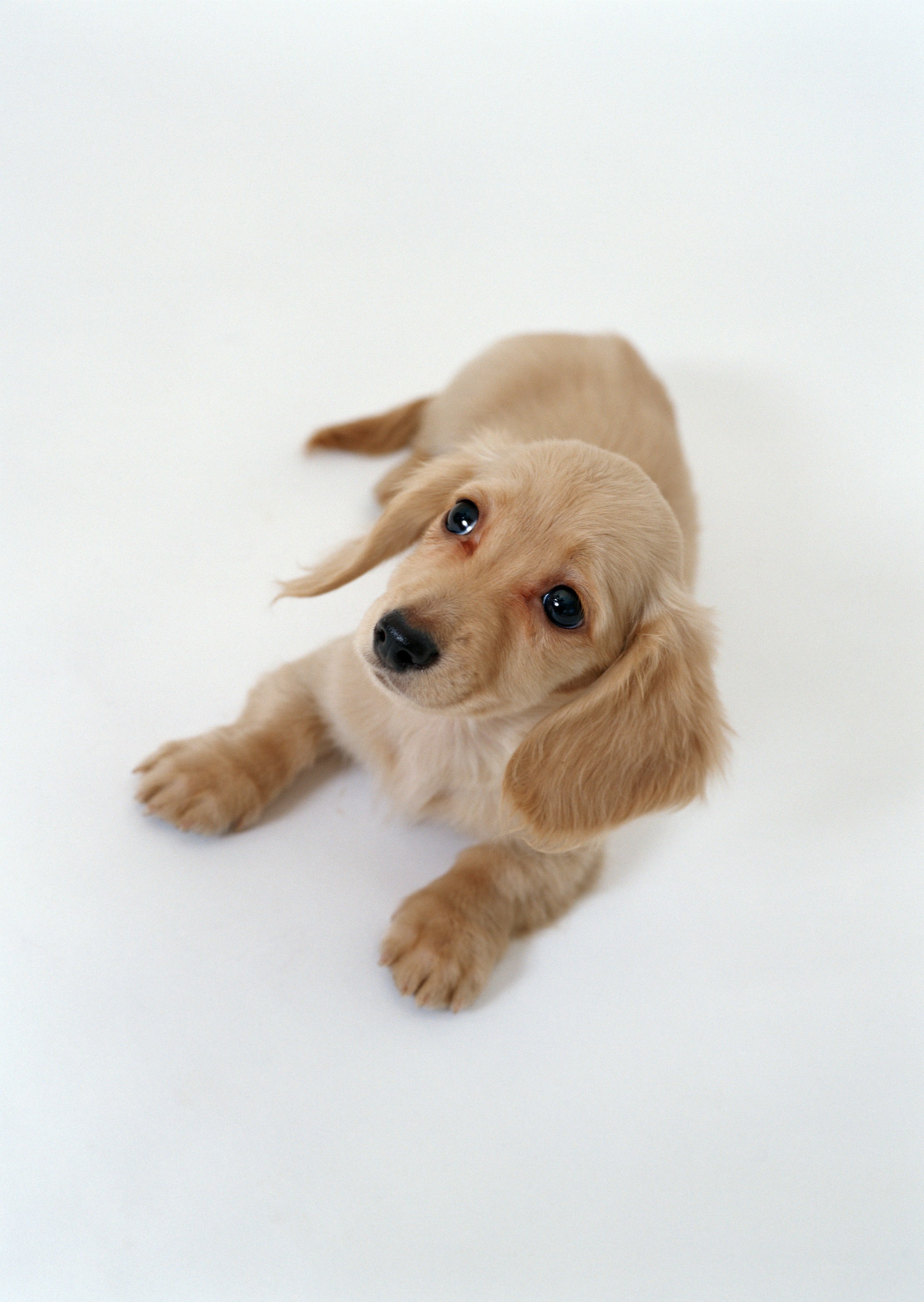 cute puppy on white background