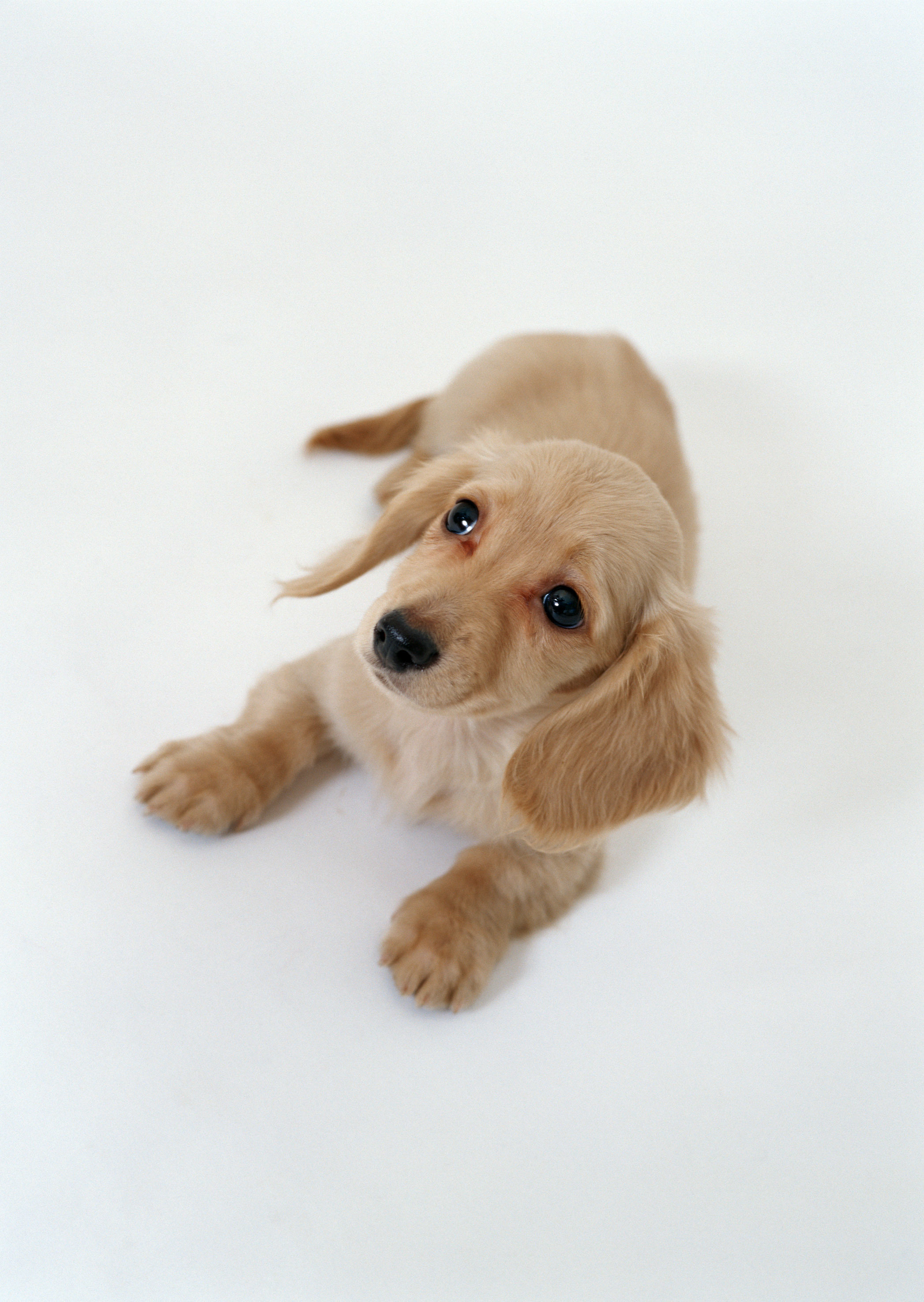 cute puppy on white background