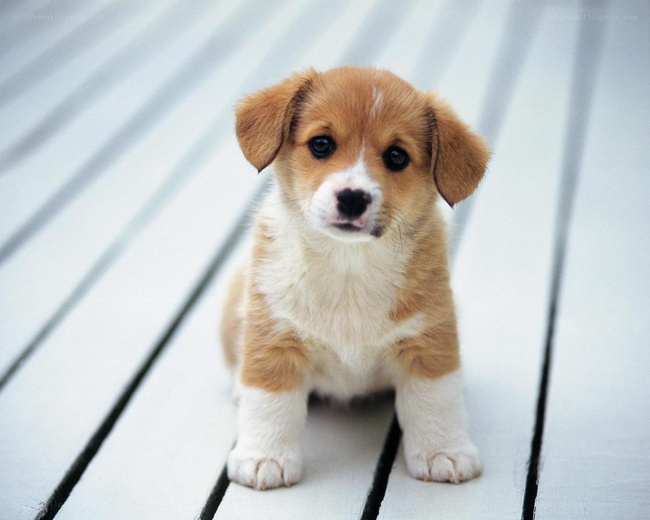 Cute puppy on wooden deck
