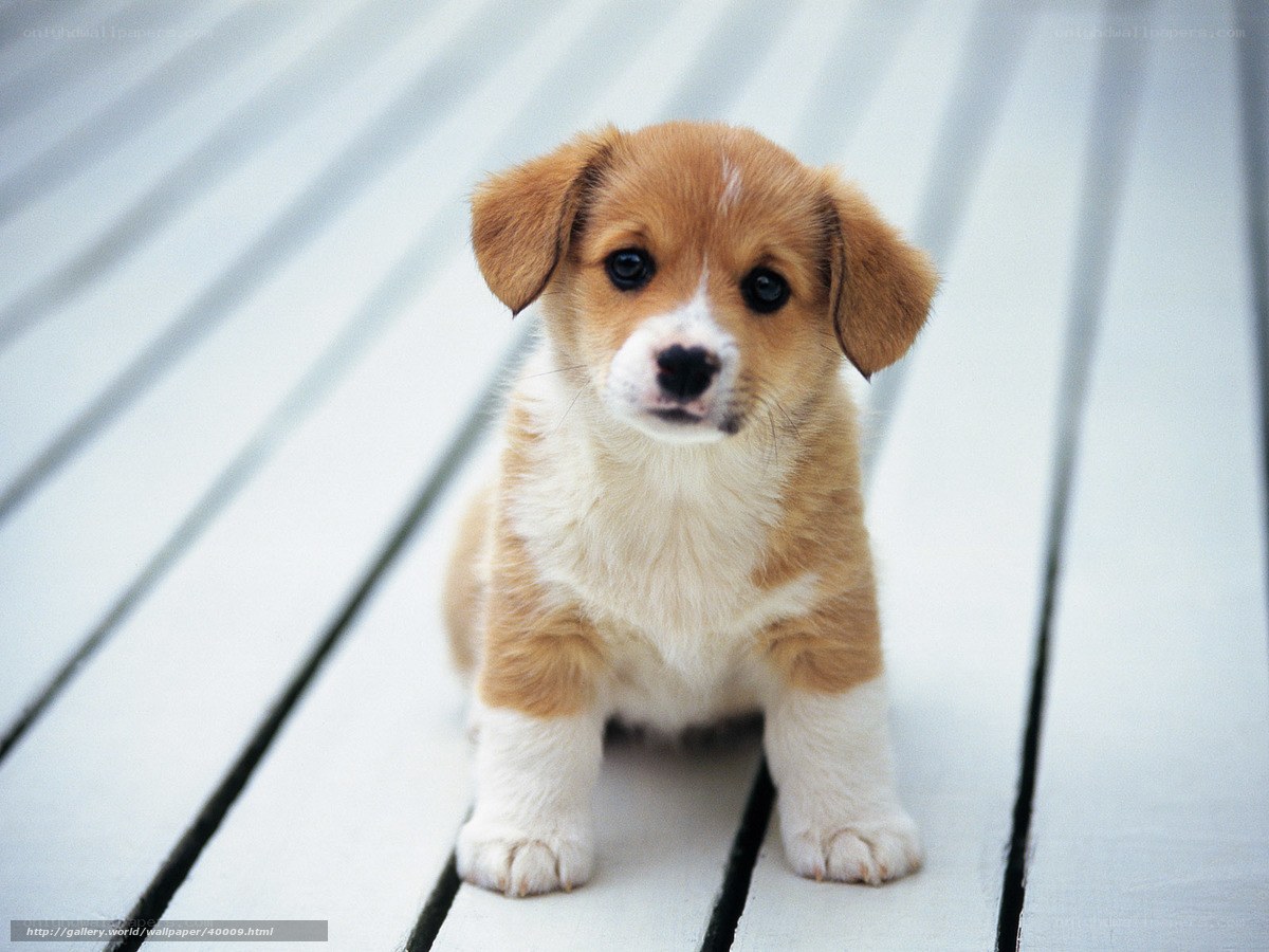 cute puppy on wooden deck