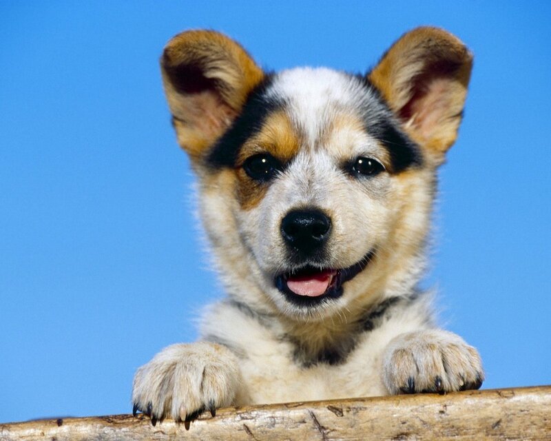 cute puppy on wooden log