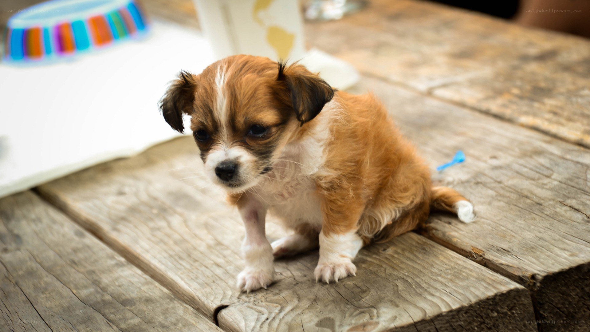 cute puppy on wooden table