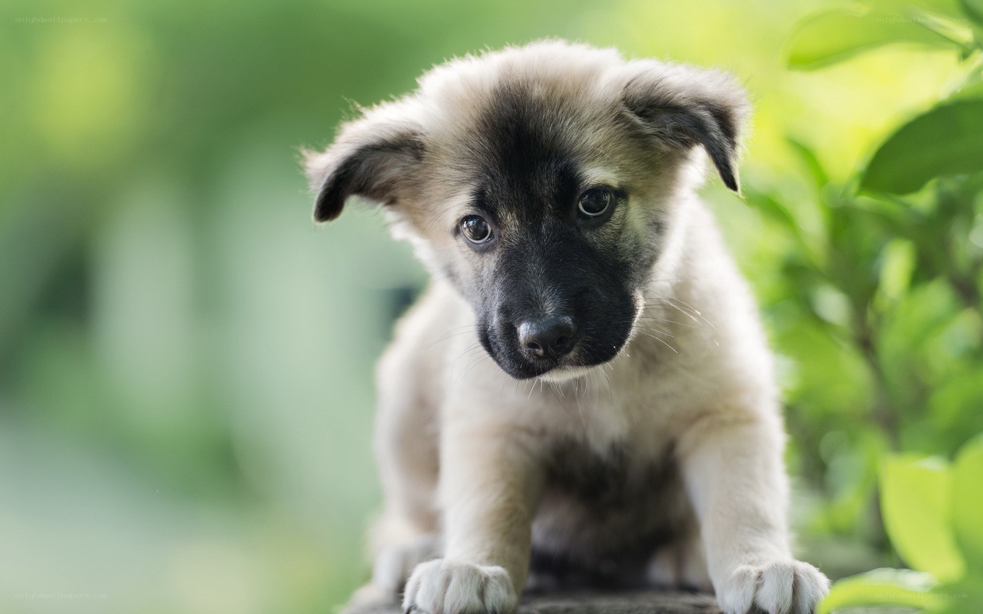 cute puppy outdoors