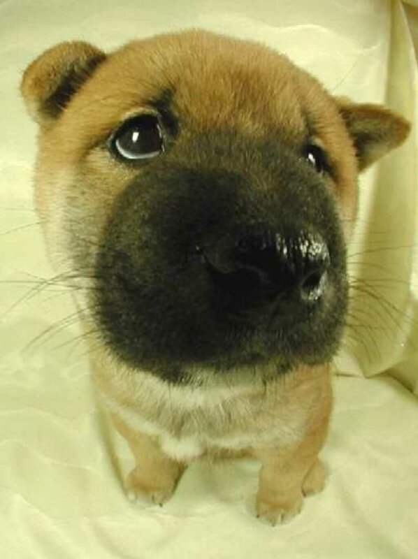 cute puppy with black snout