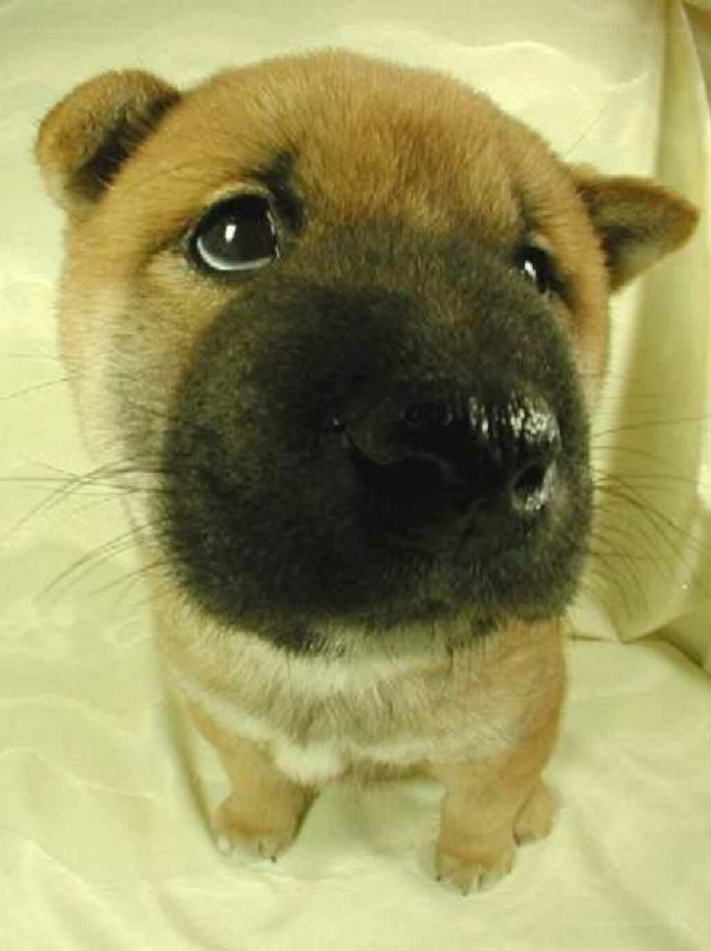 cute puppy with black snout