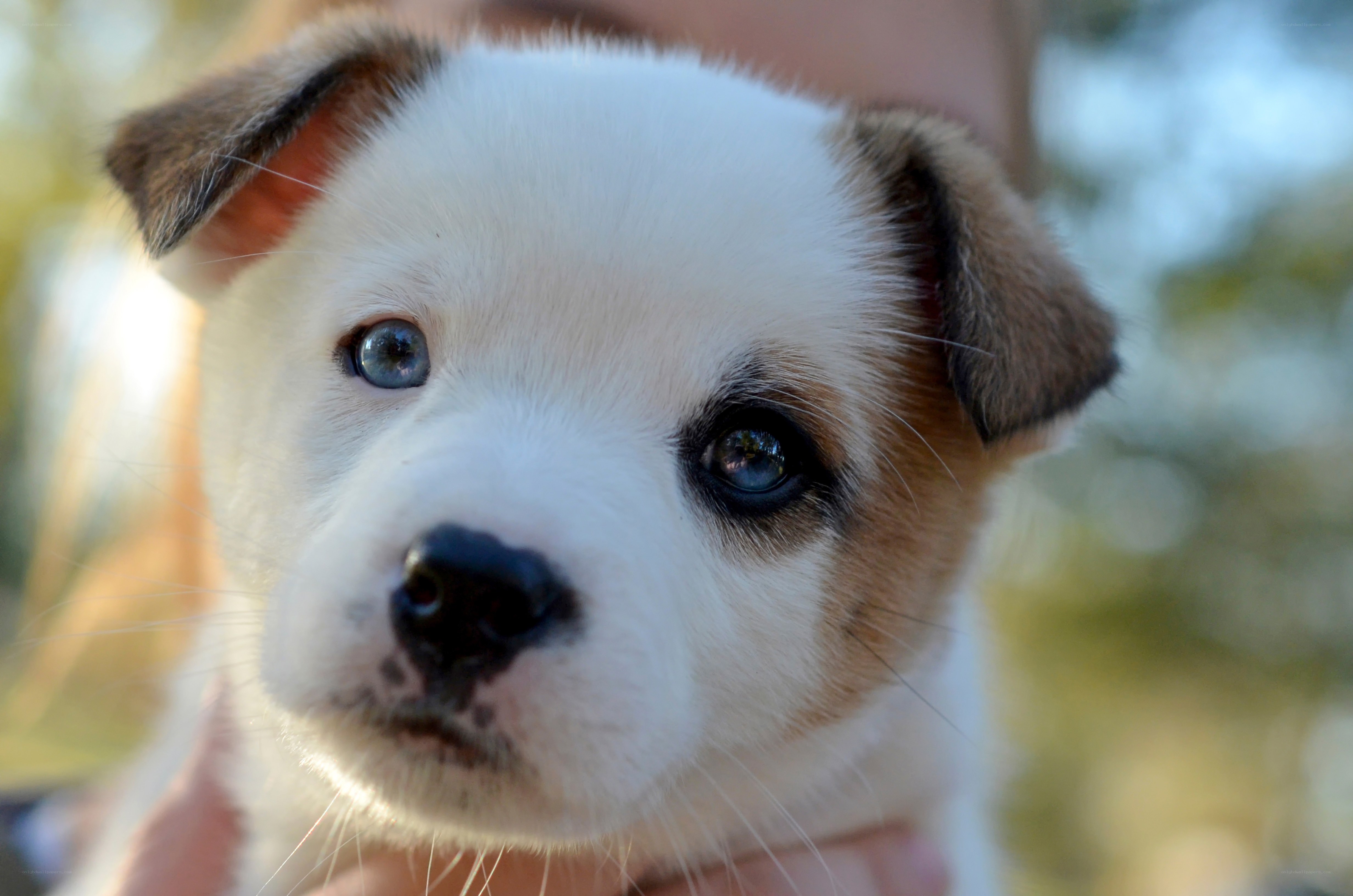 cute puppy with blue eyes