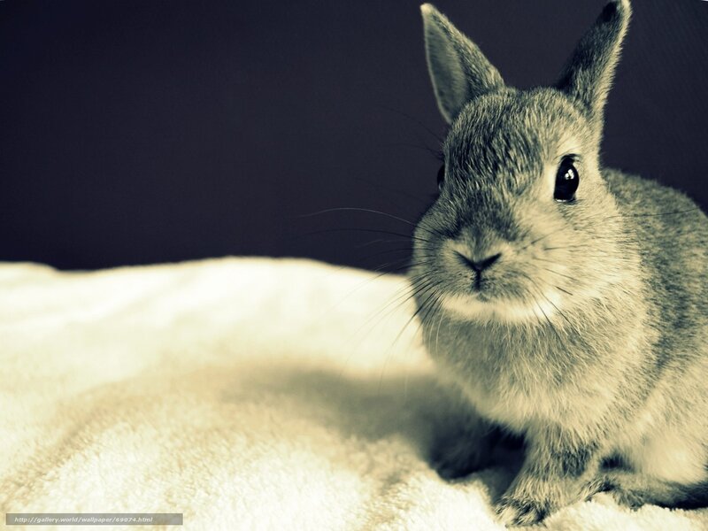 cute rabbit on blanket