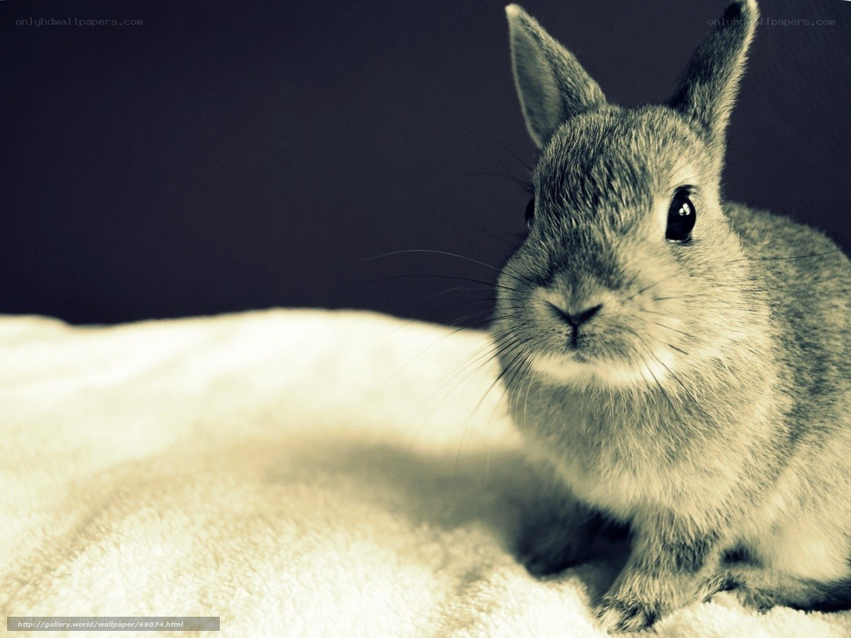 cute rabbit on blanket