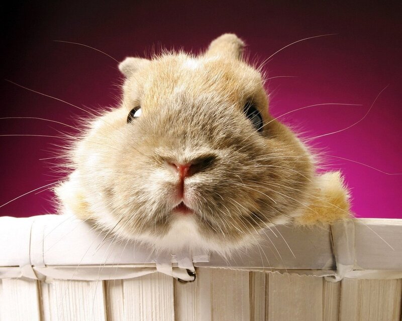 cute rabbit peeking over edge