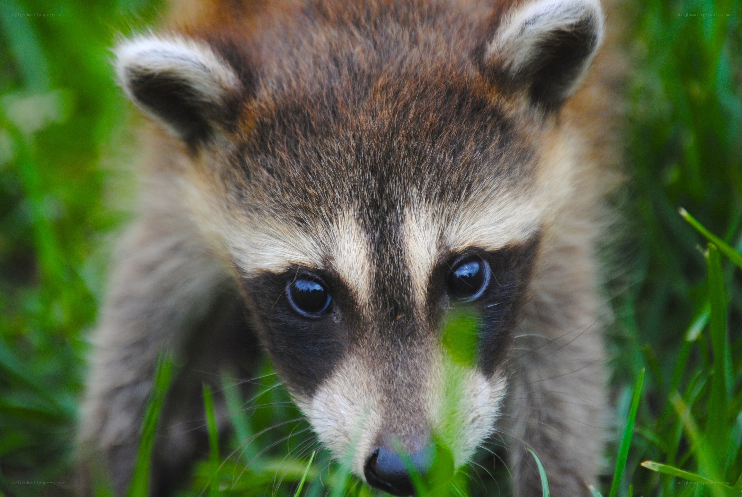 Cute raccoon in the grass