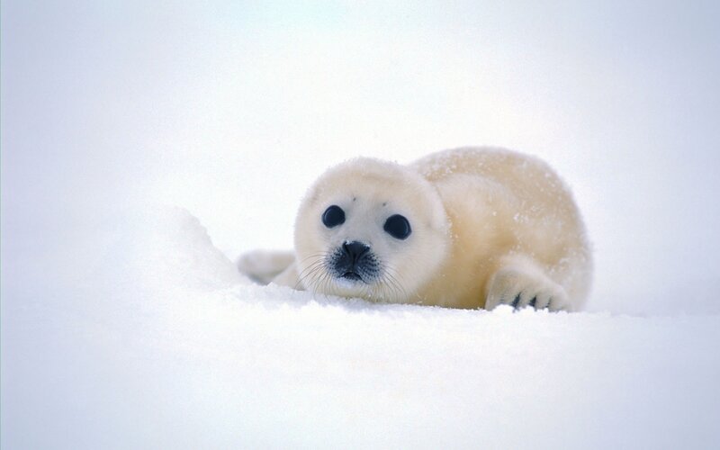 cute seal pup in snow