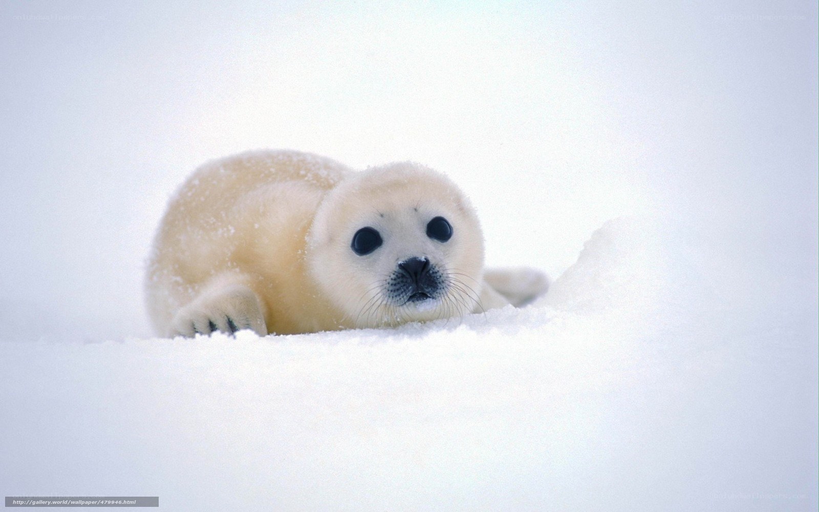 cute seal pup in snow