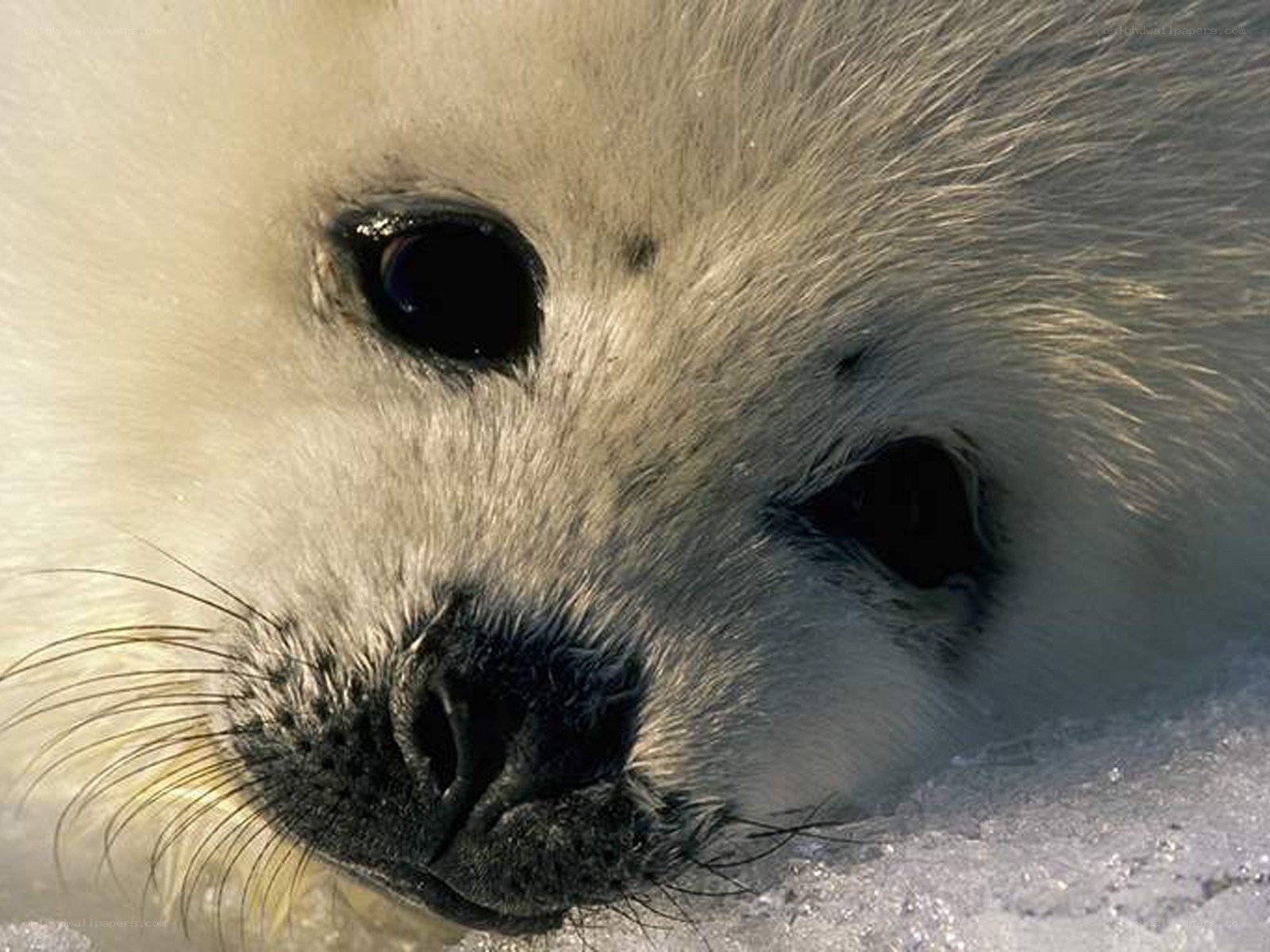 cute seal pup on ice