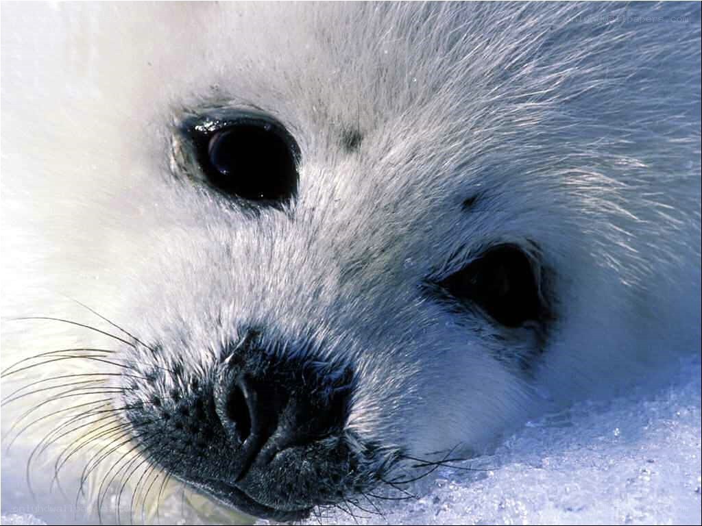 cute seal pup on snow