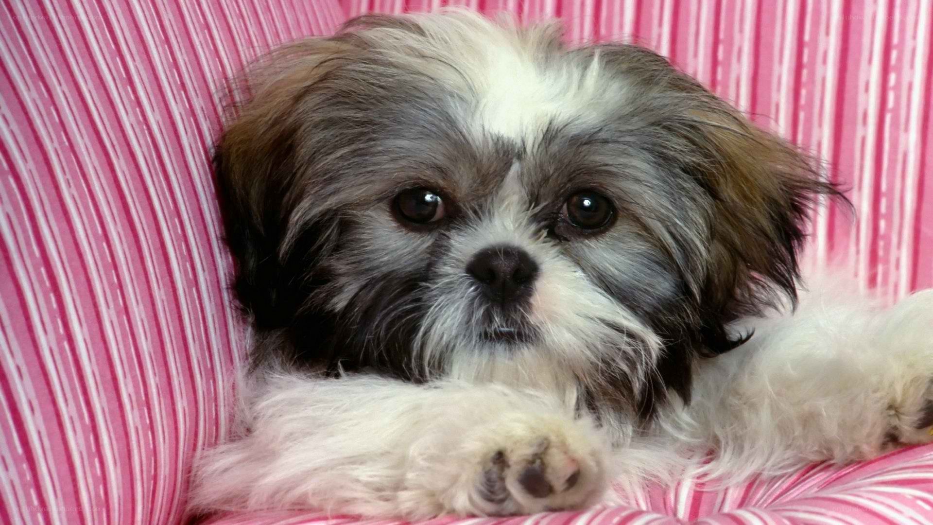 cute shih tzu puppy