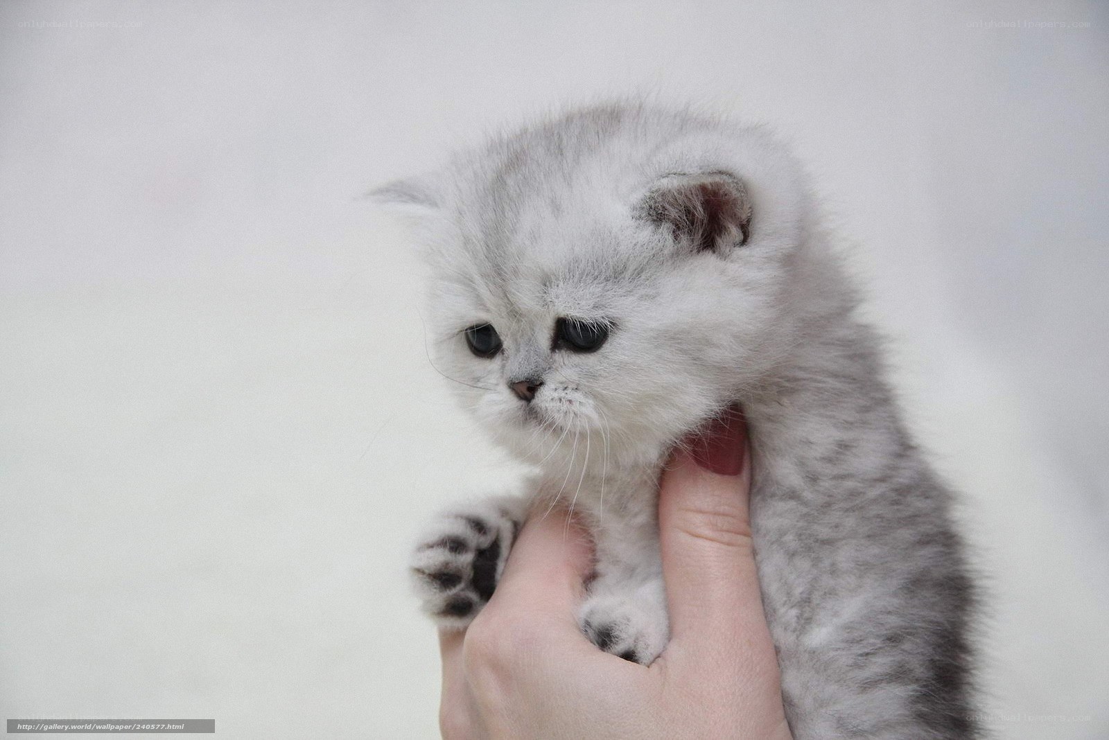 cute silver kitten being held
