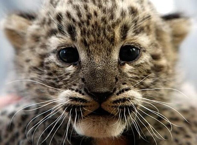 cute snow leopard cub