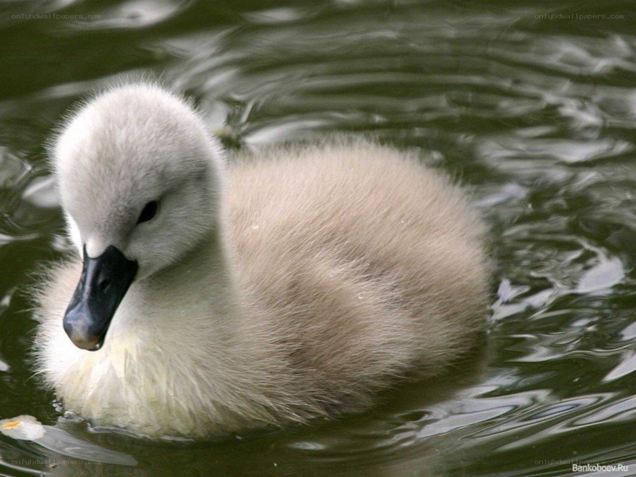 cute swan chick swimming