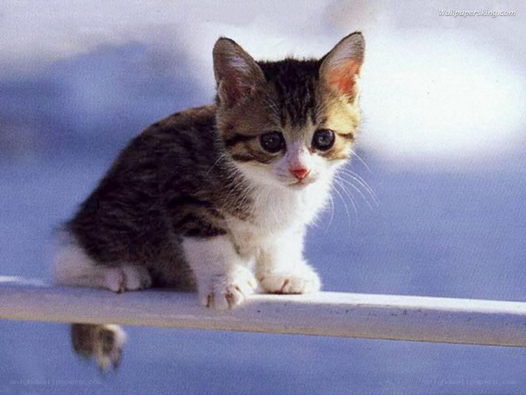 cute tabby kitten on rail