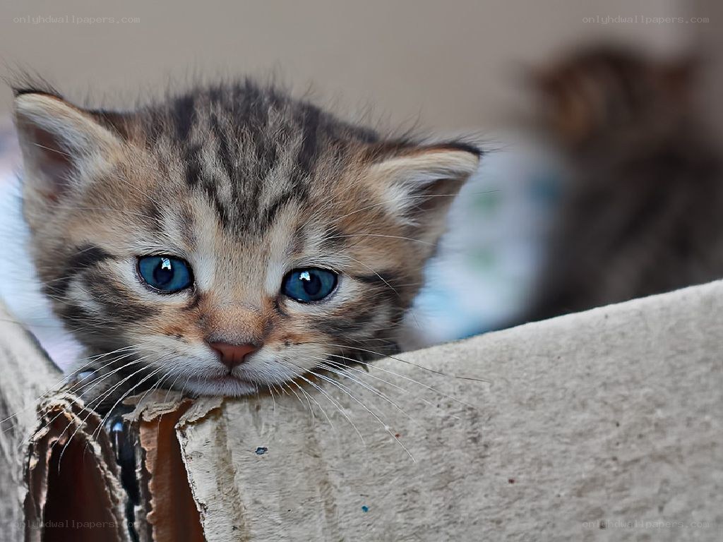 cute tabby kitten peeking out