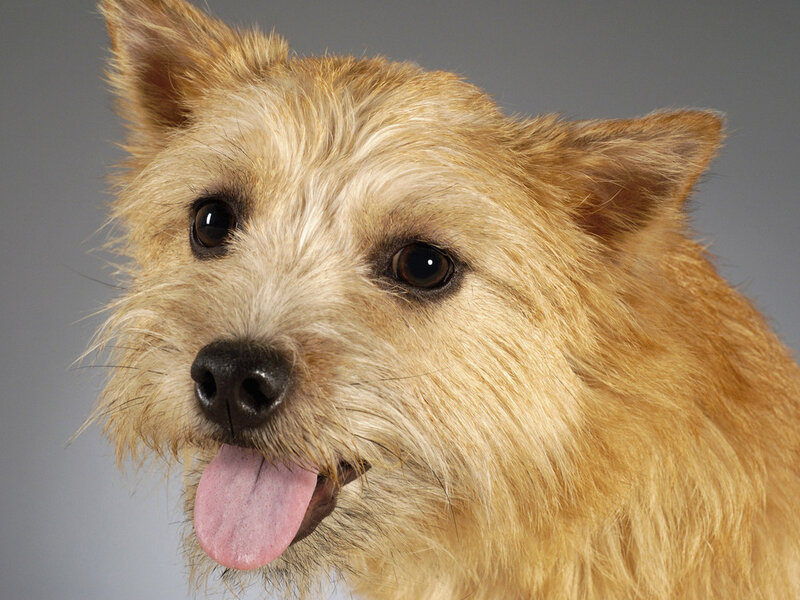 Cute Tan Dog
