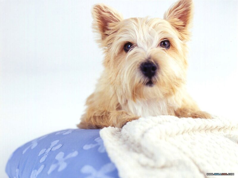 Cute Terrier Dog