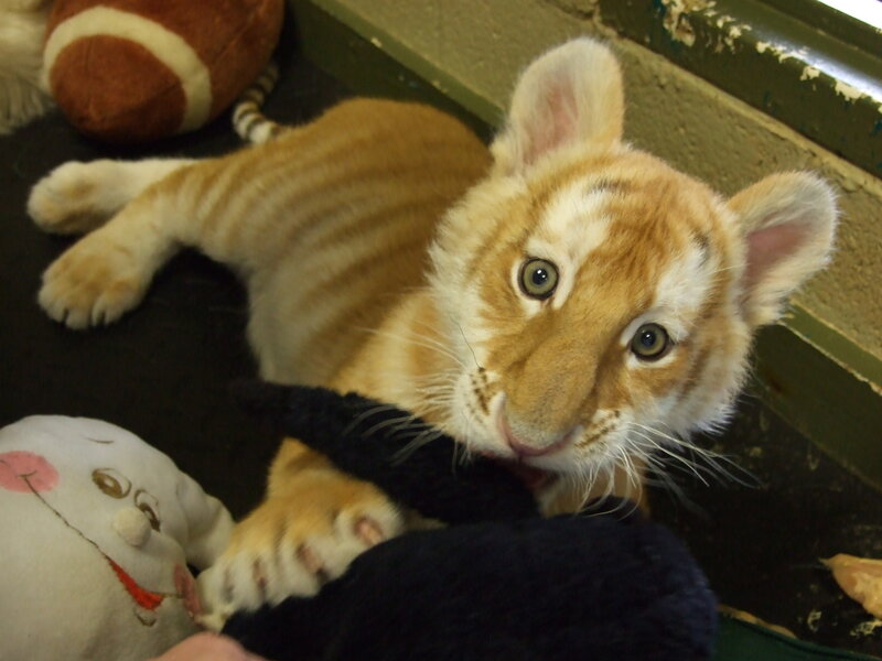 cute tiger cub playing