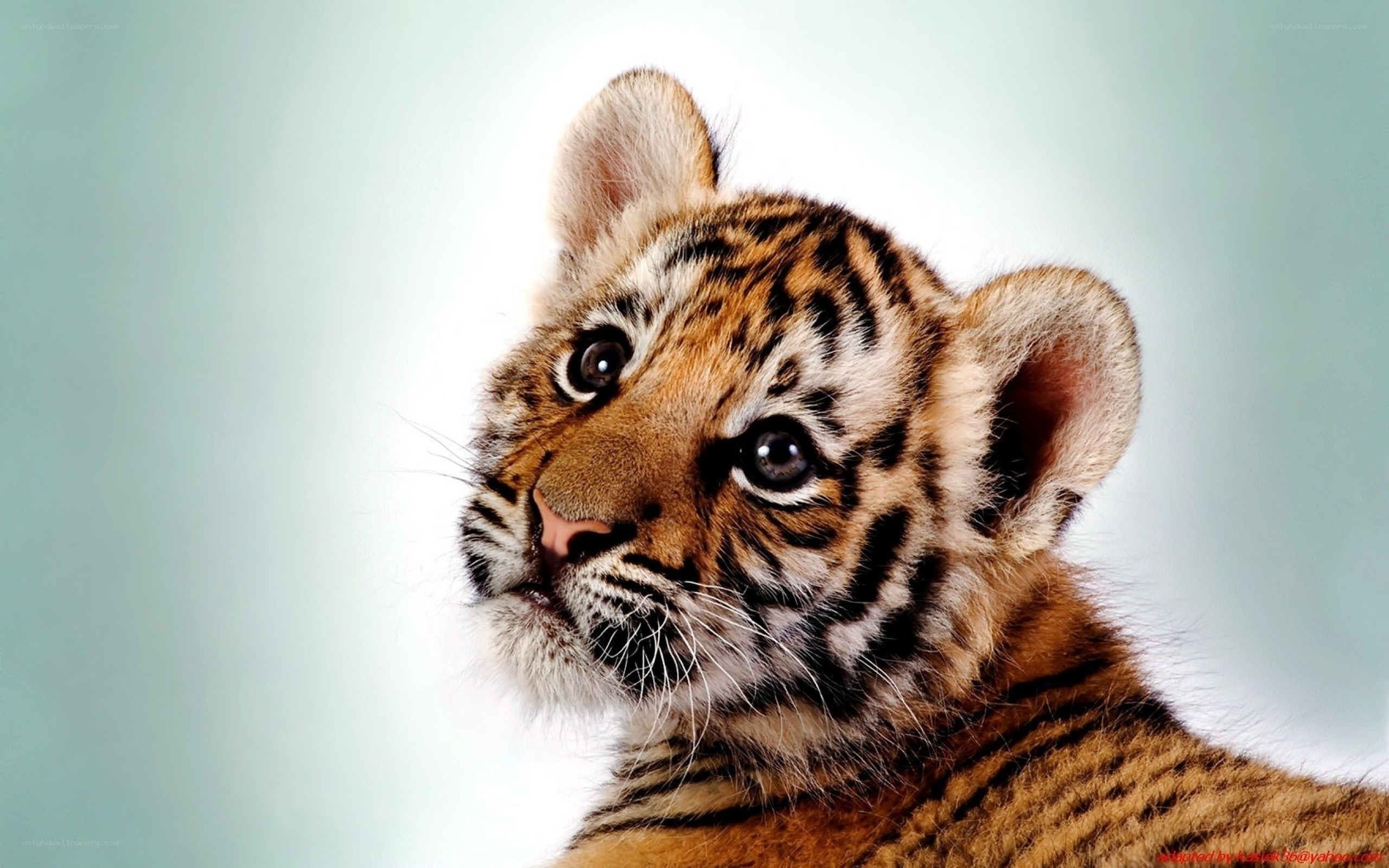 cute tiger cub portrait