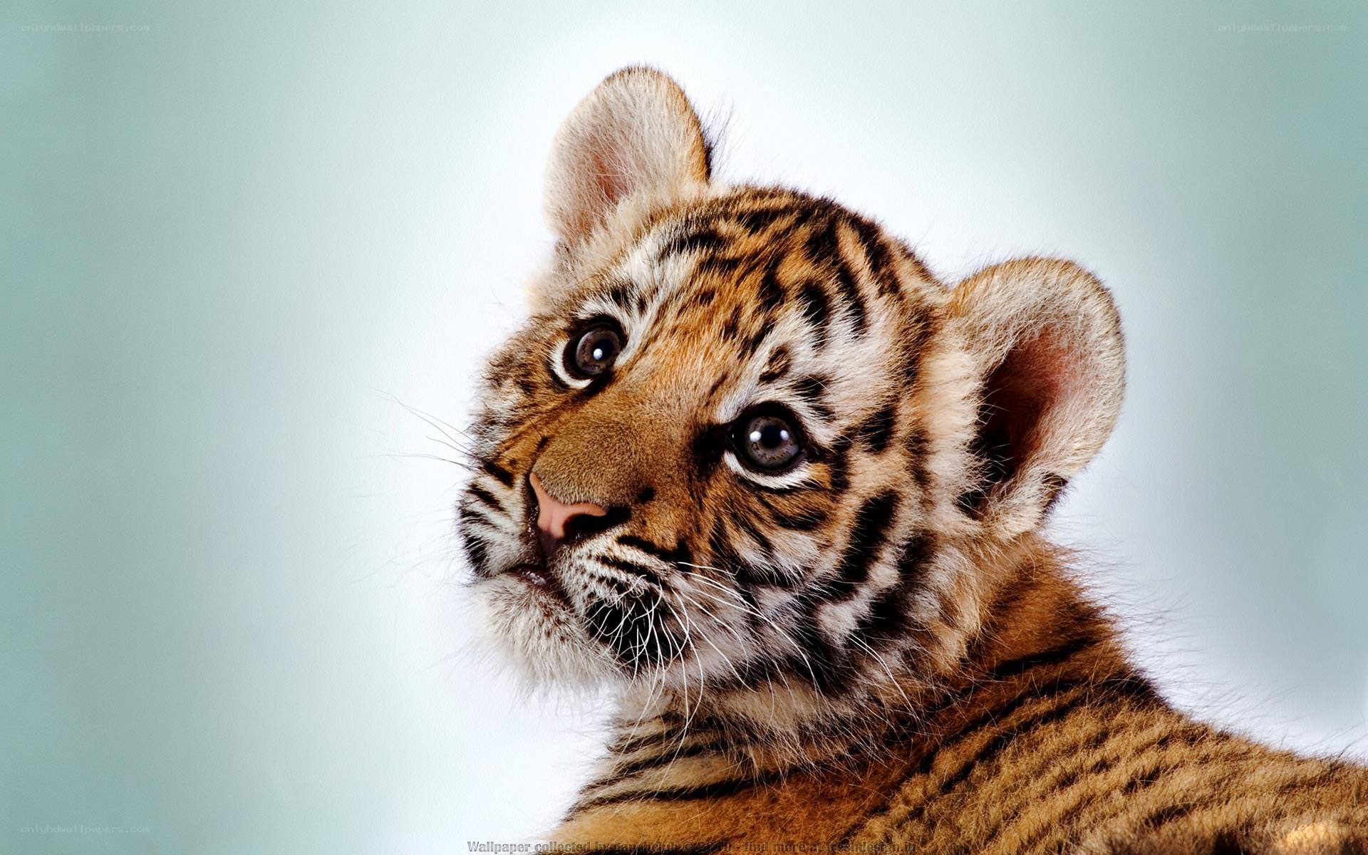 cute tiger cub portrait