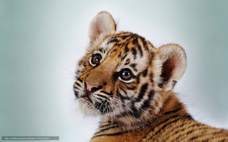 Cute tiger cub portrait