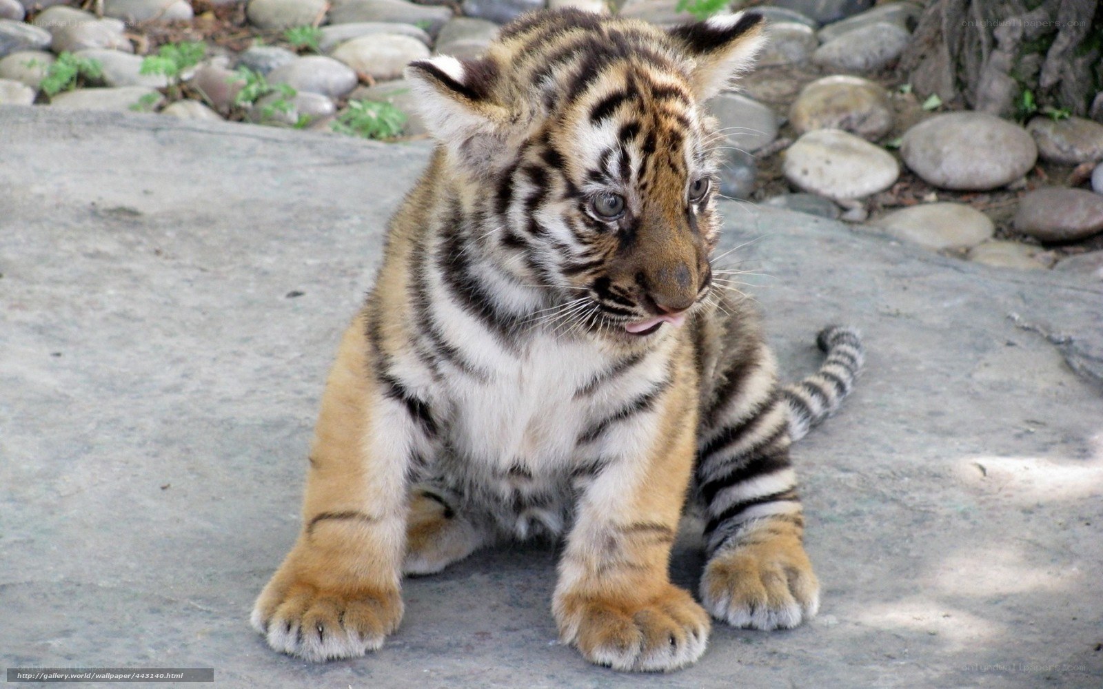 cute tiger cub sitting